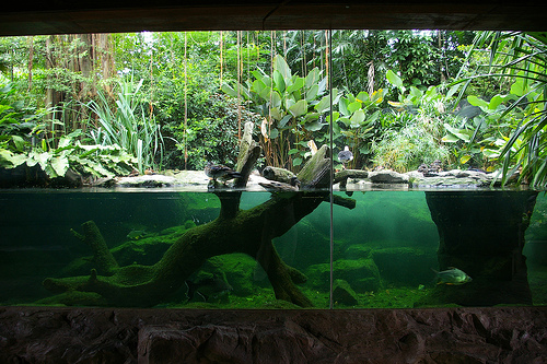 Riverine, Jurong Bird Park