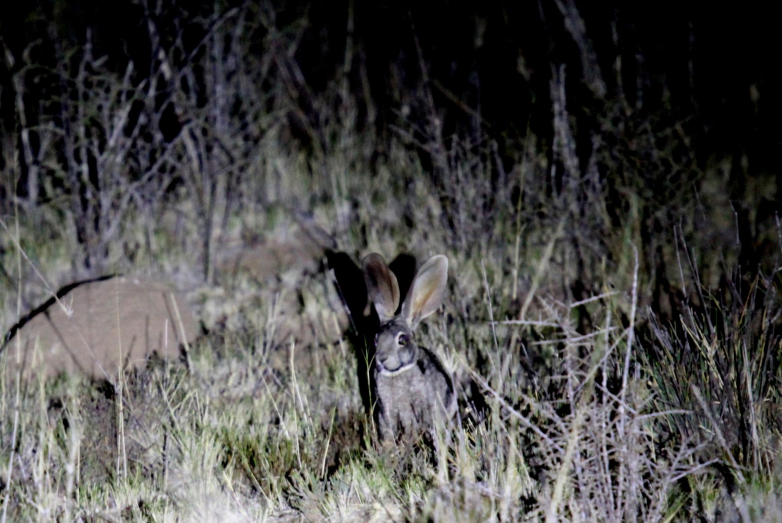 riverine rabbit (Bunolagus monticularis)
