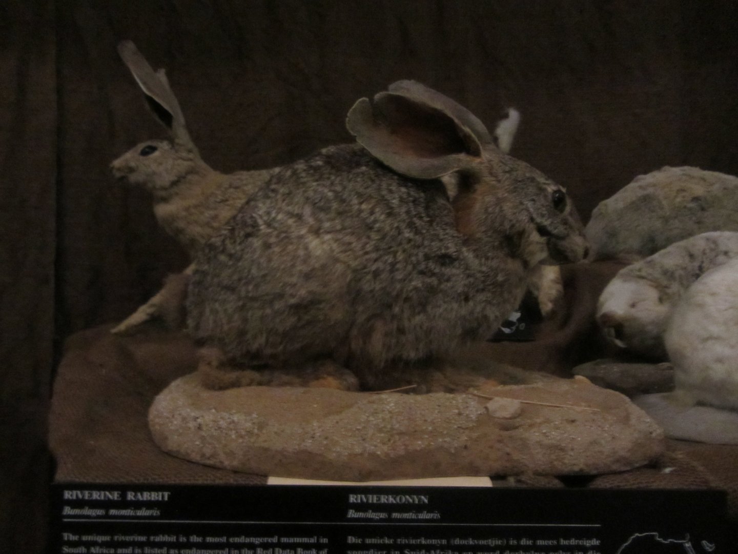 Riverine Rabbit Mount
