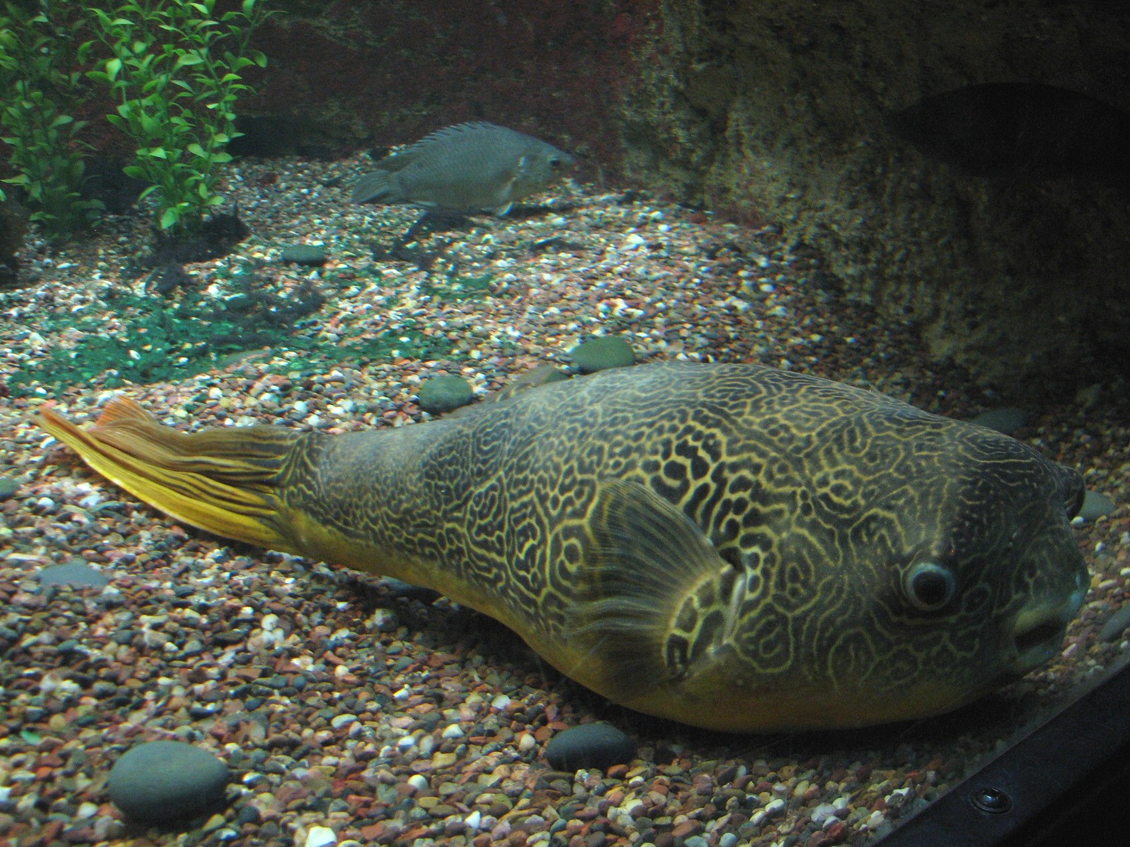 Rivers - African Rivers Exhibits - Congo River Puffer