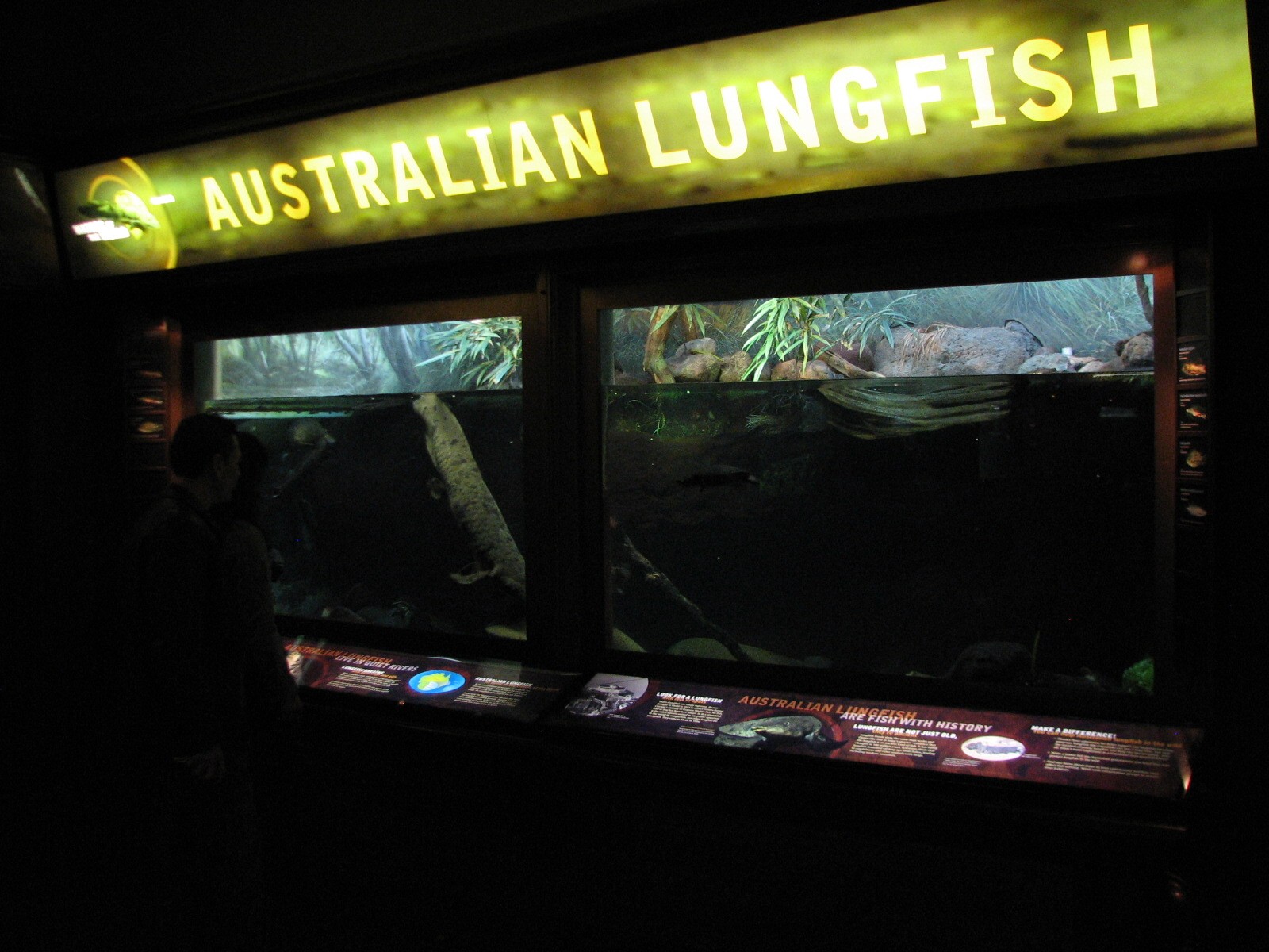 Rivers - Australian Lungfish Exhibit