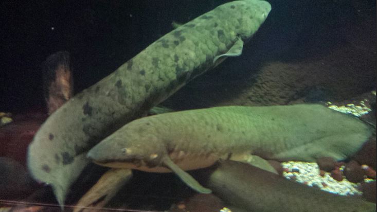 Rivers - Australian Lungfish