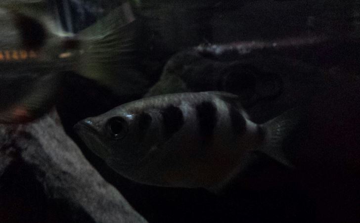 Rivers - Banded Archerfish
