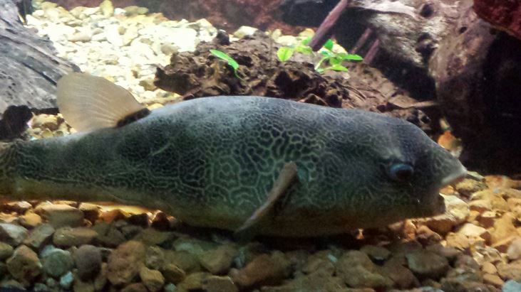 Rivers - Congo Puffer