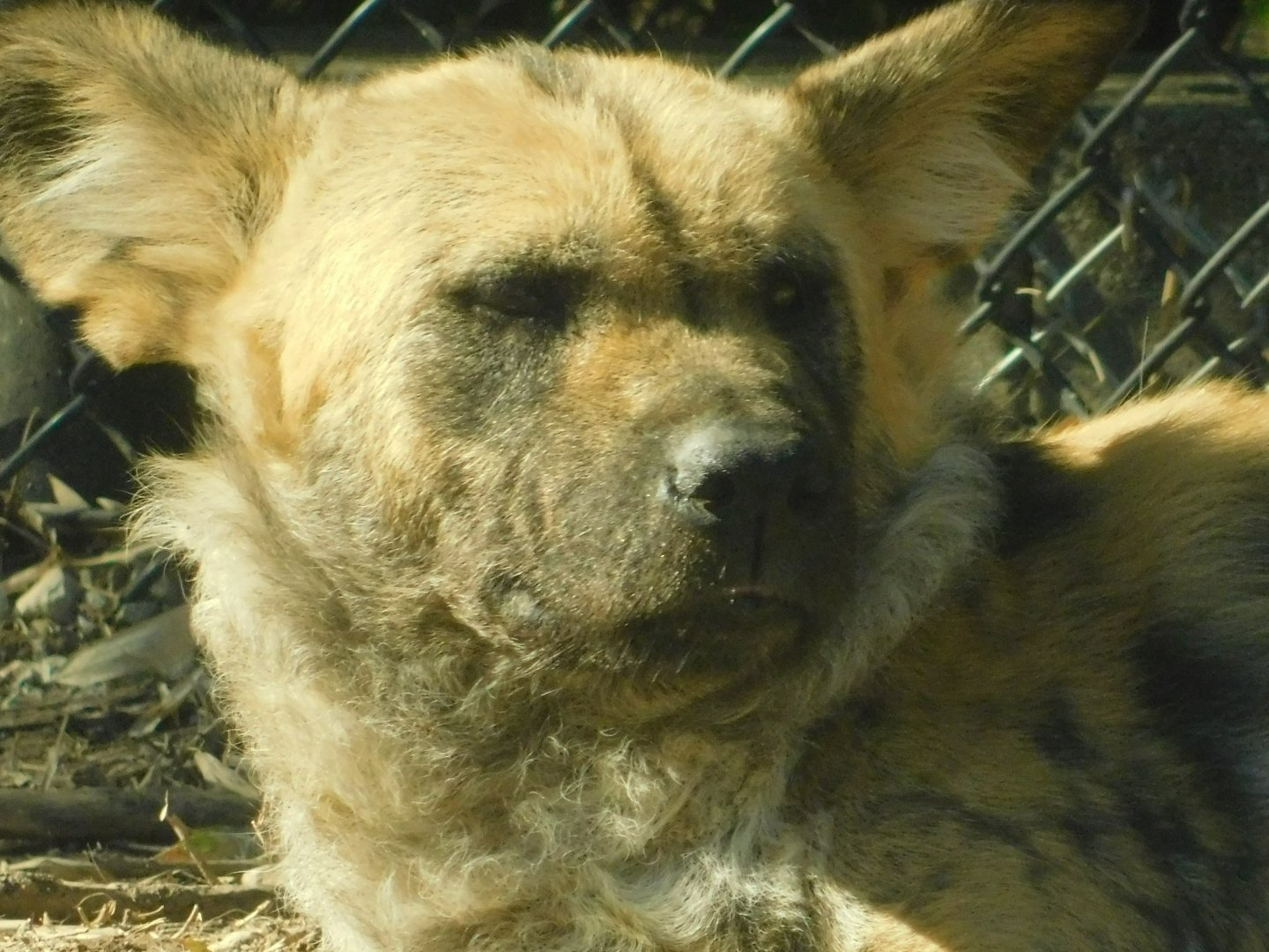 River’s Edge- African Painted Dog - March 1, 2022