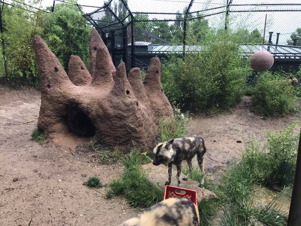 River's Edge- African Wild Dog