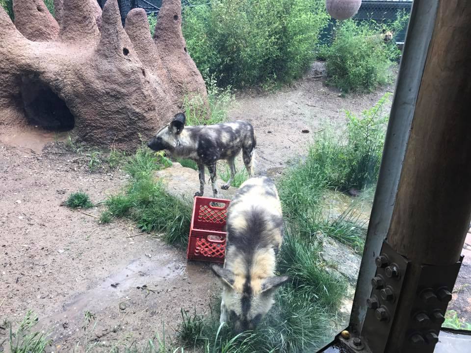 River's Edge- African Wild Dog