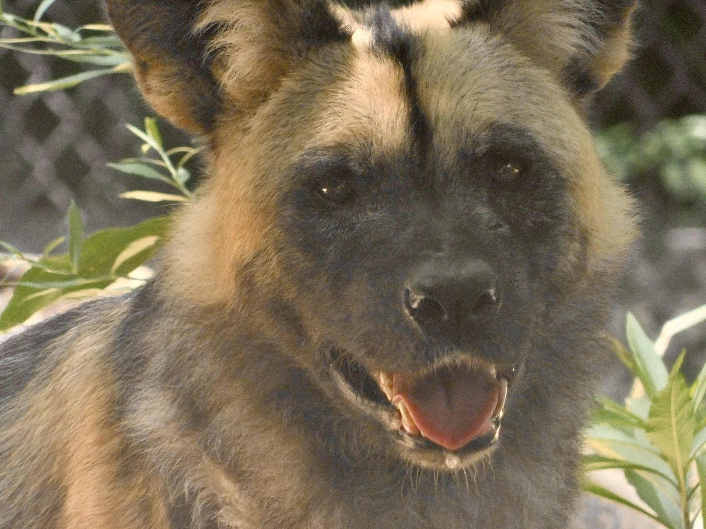 River’s Edge- African Wild Dog