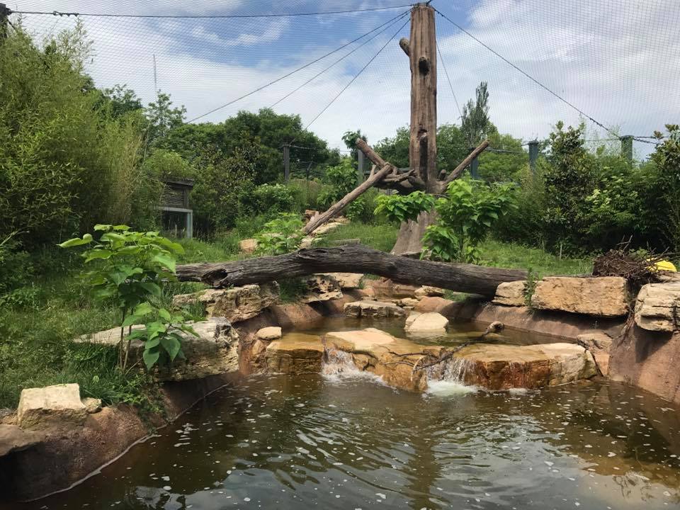 River's Edge- Andean Bear