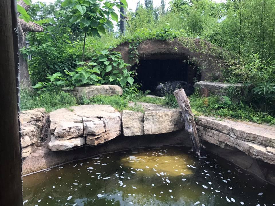 River's Edge- Andean Bear
