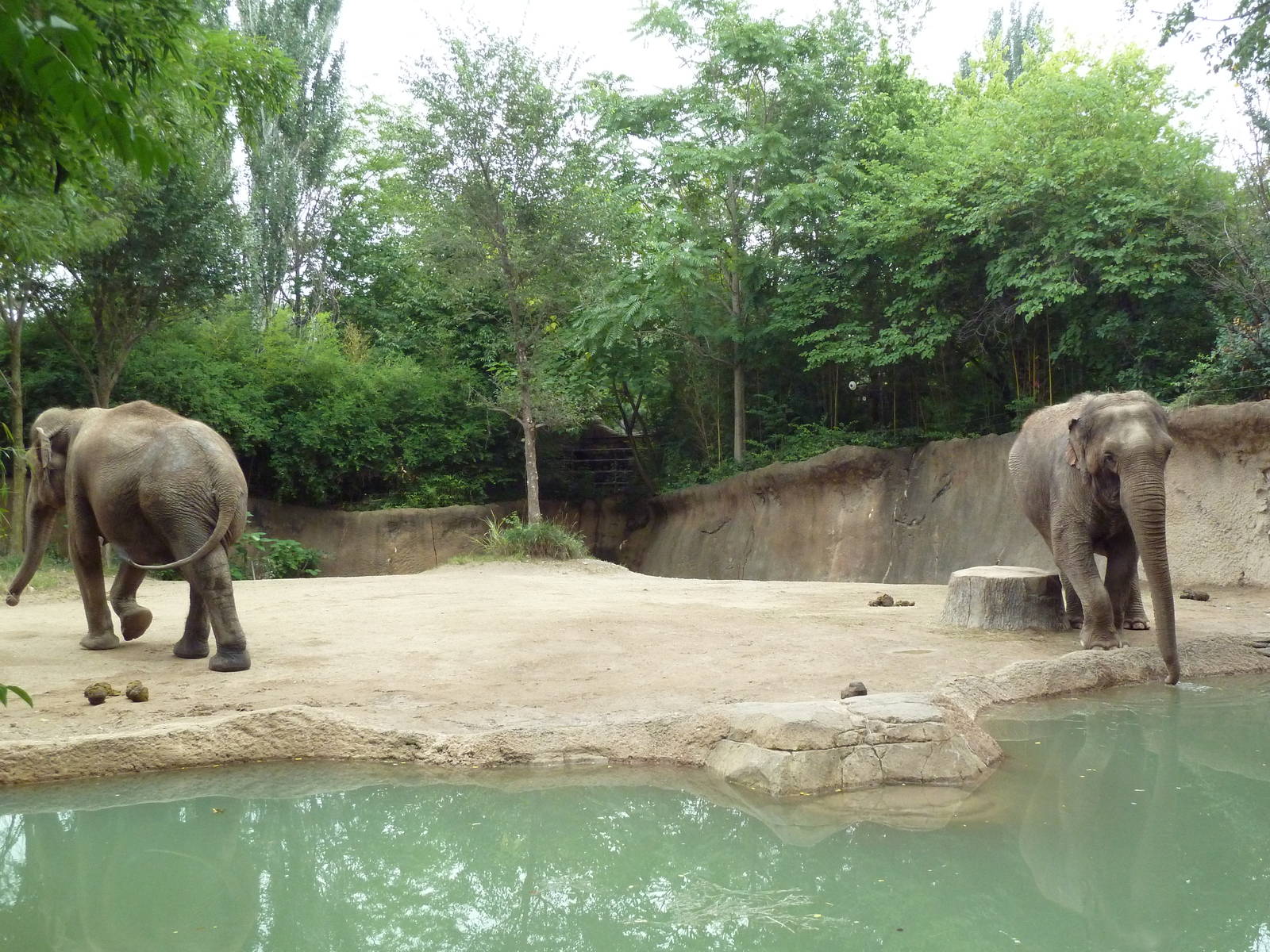 River's Edge - Asian Elephant Exhibit (1 of 4 Enclosures)