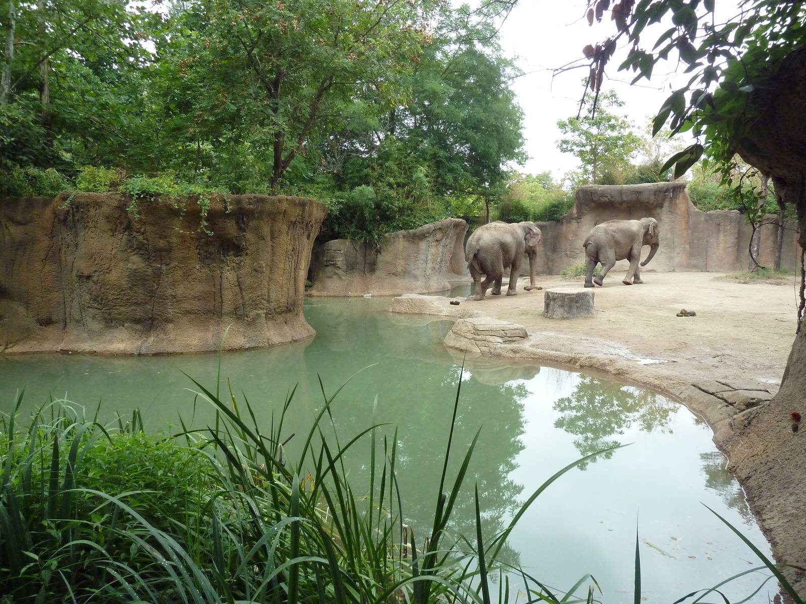 River's Edge - Asian Elephant Exhibit (1 of 4 Enclosures)