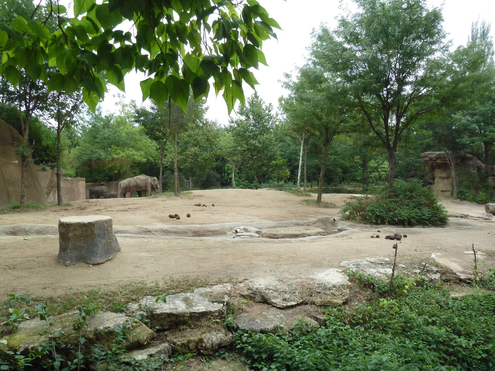 River's Edge - Asian Elephant Exhibit (1 of 4 Enclosures)