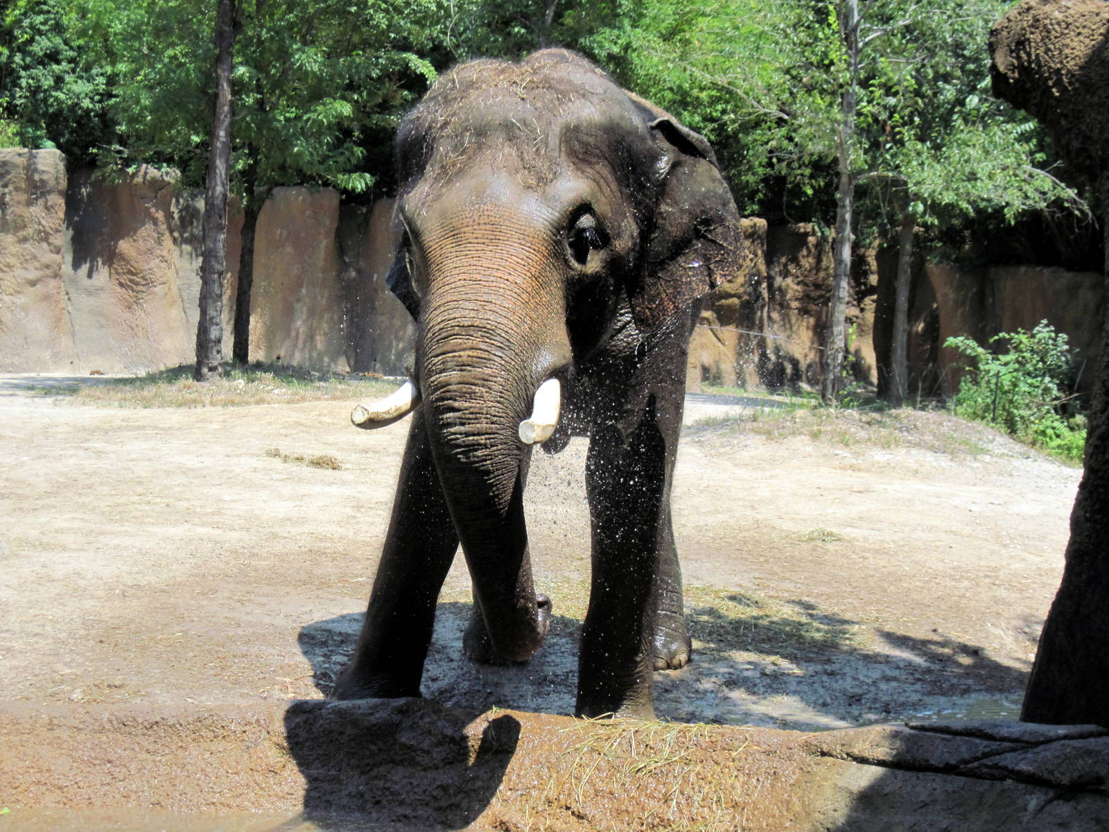River's Edge-Asian Elephant