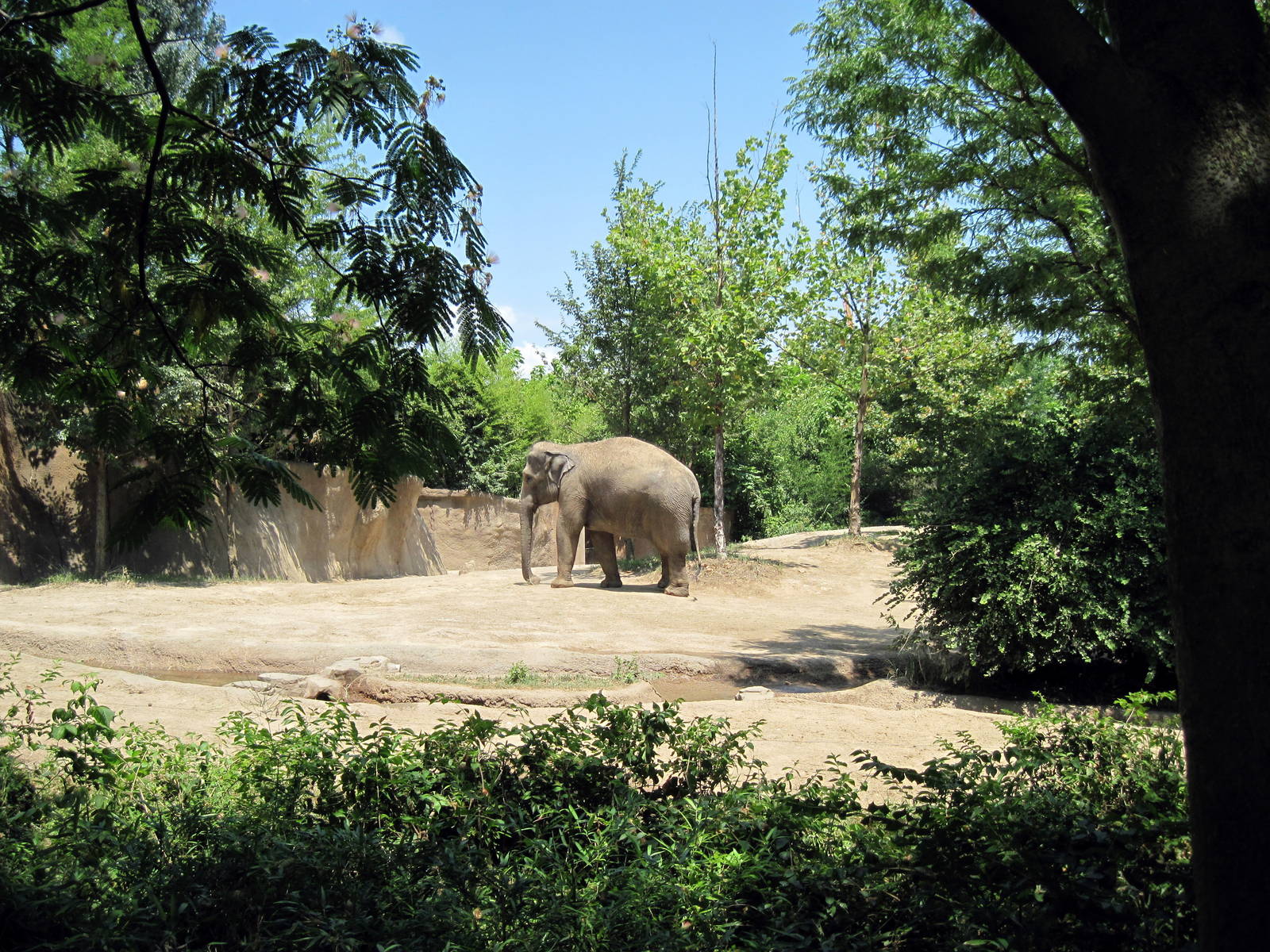 River's Edge-Asian Elephant