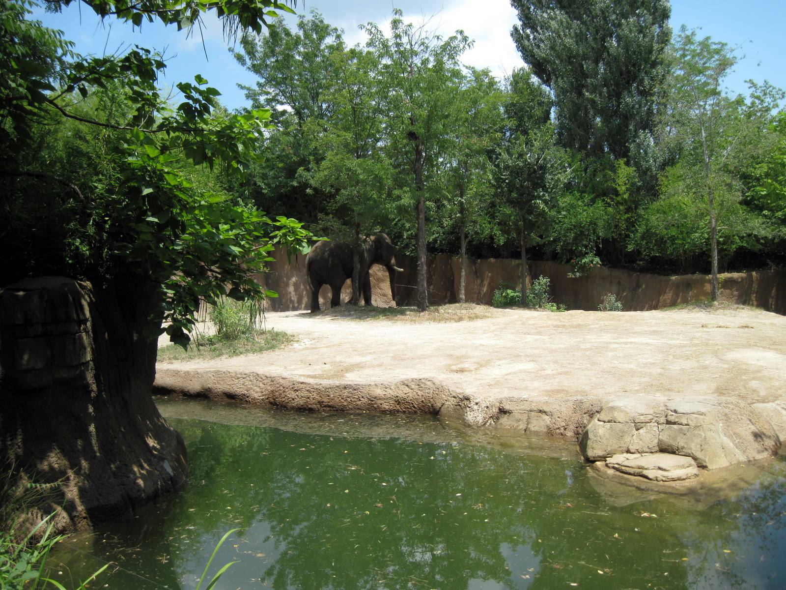 River's Edge-Asian Elephant