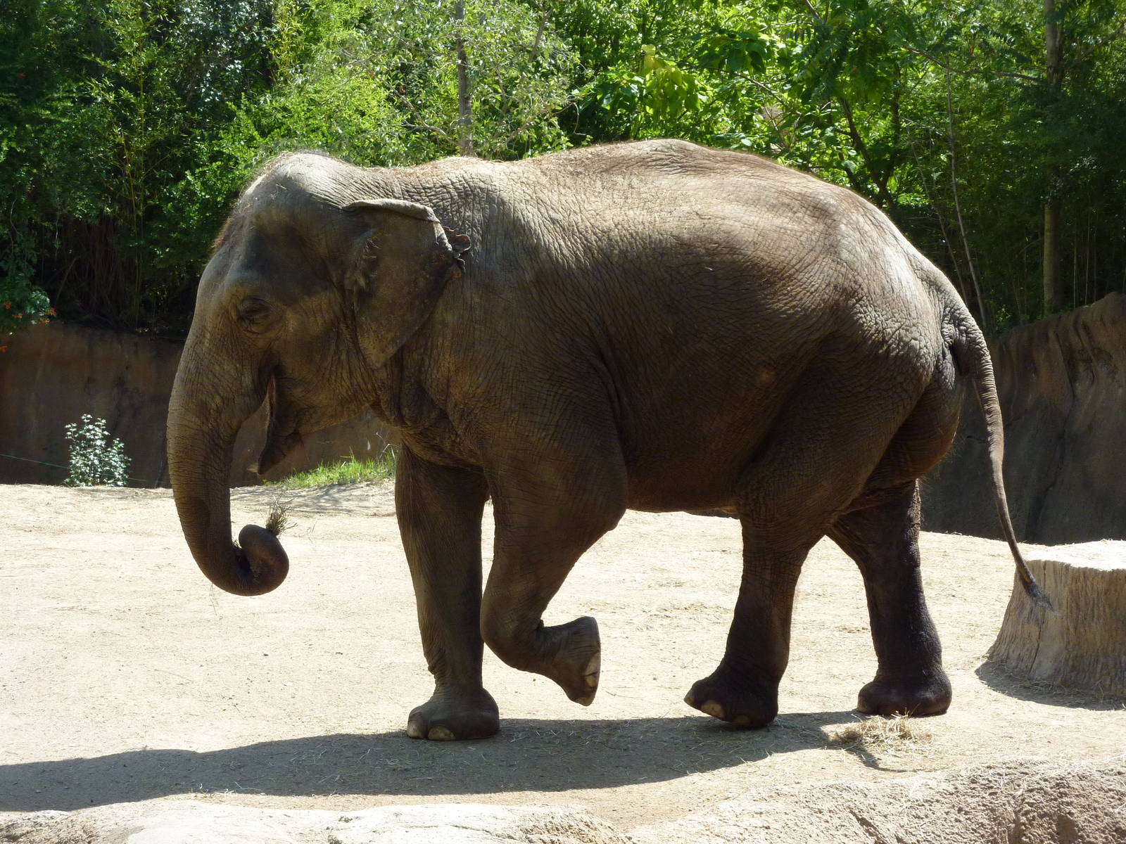 River's Edge - Asian Elephant