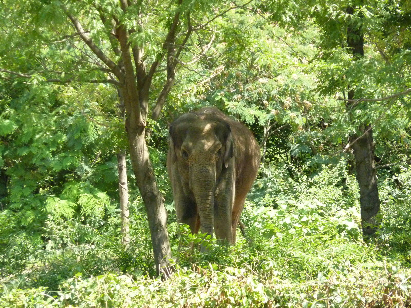 River's Edge - Asian Elephant