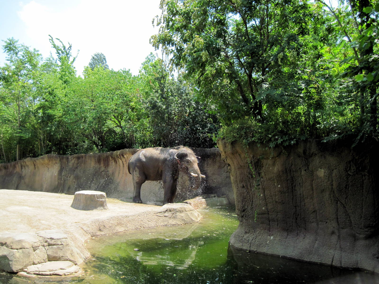 River's Edge-Asian Elephant