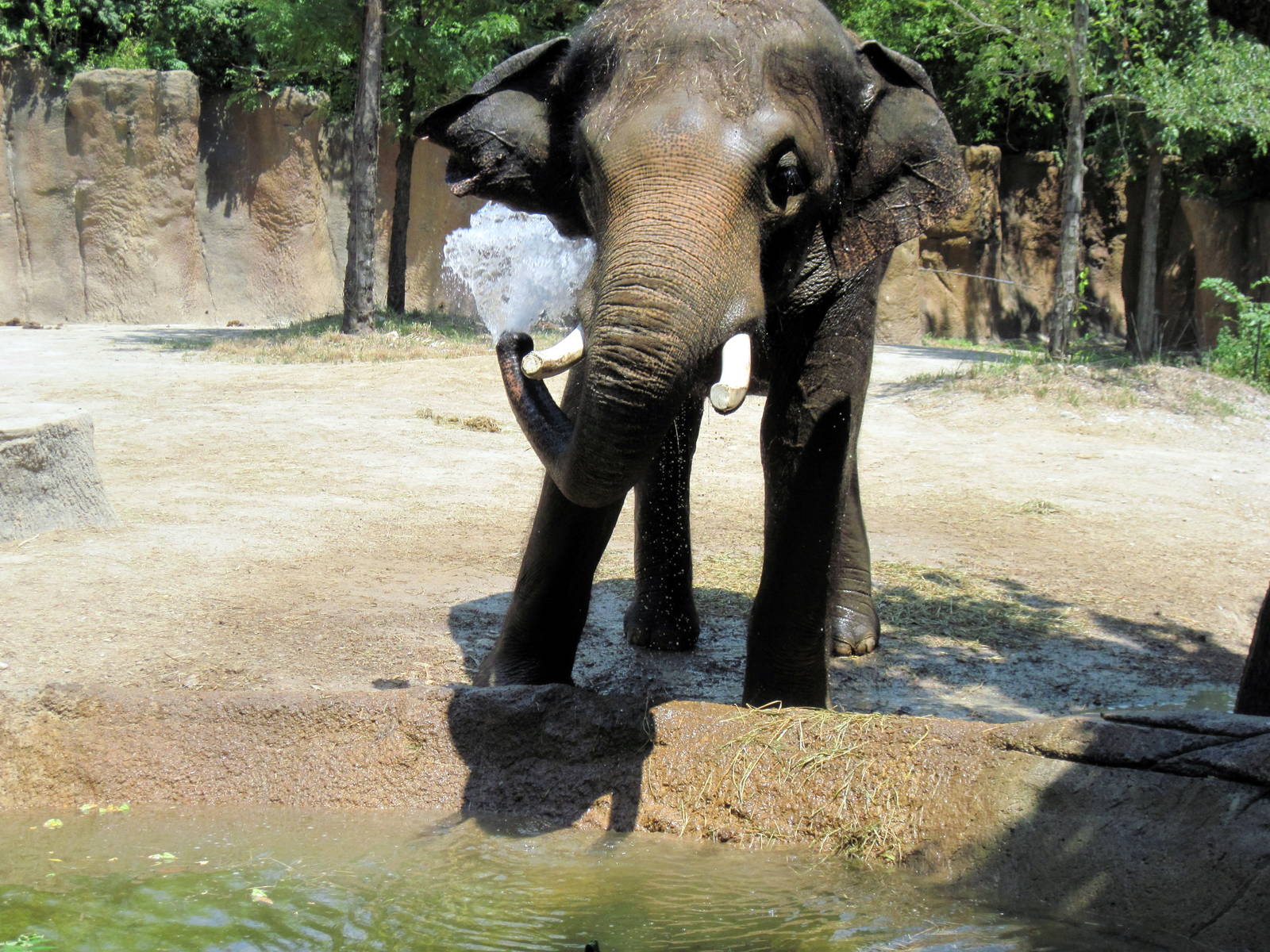 River's Edge-Asian Elephant