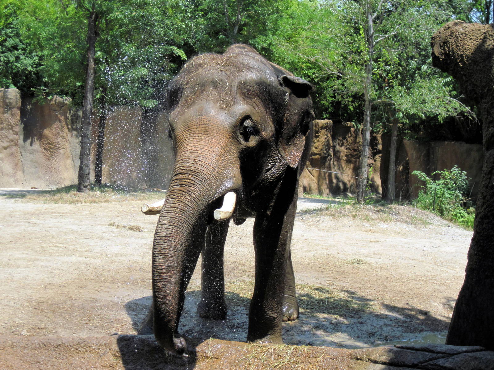River's Edge-Asian Elephant