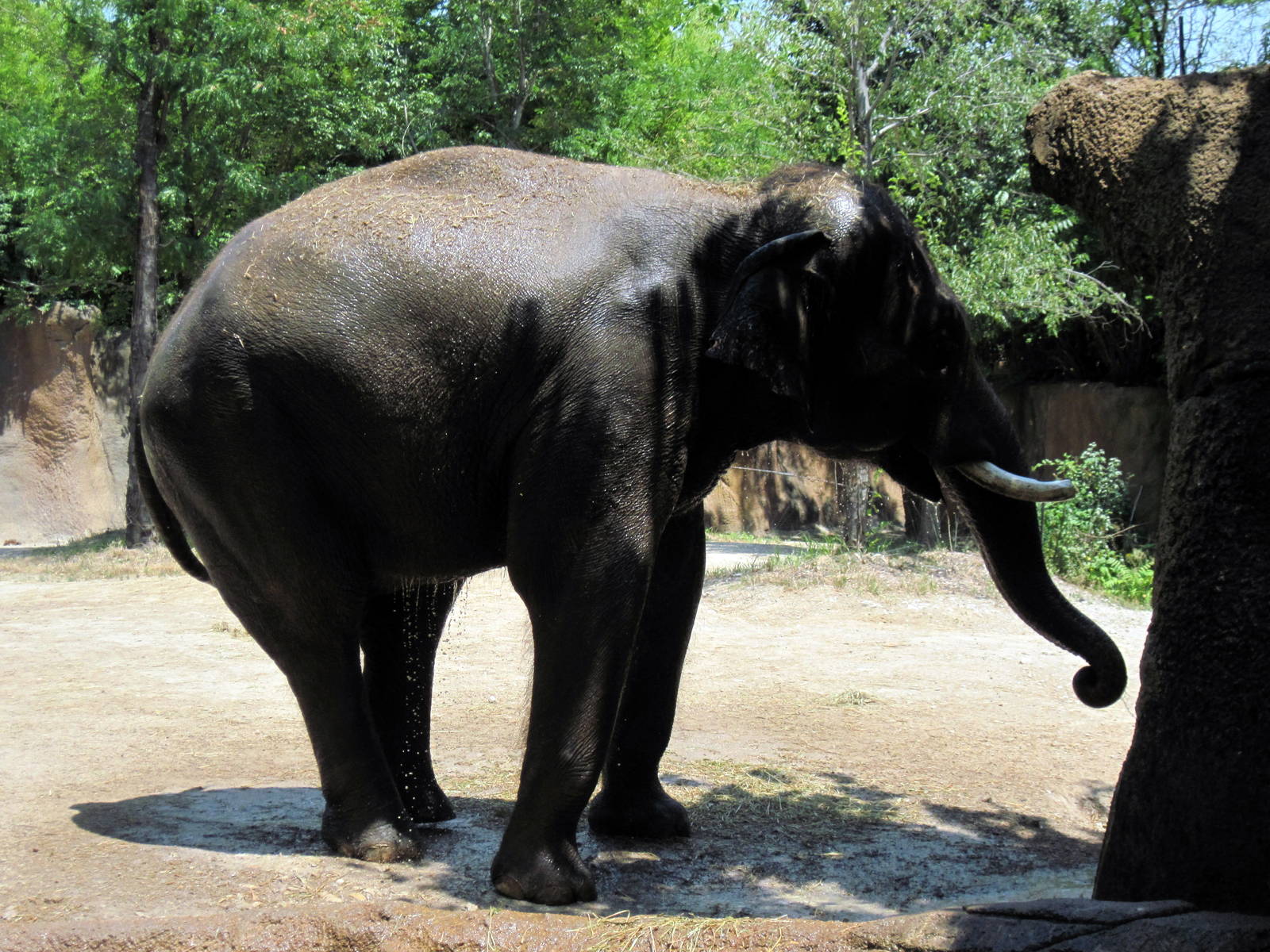 River's Edge-Asian Elephant