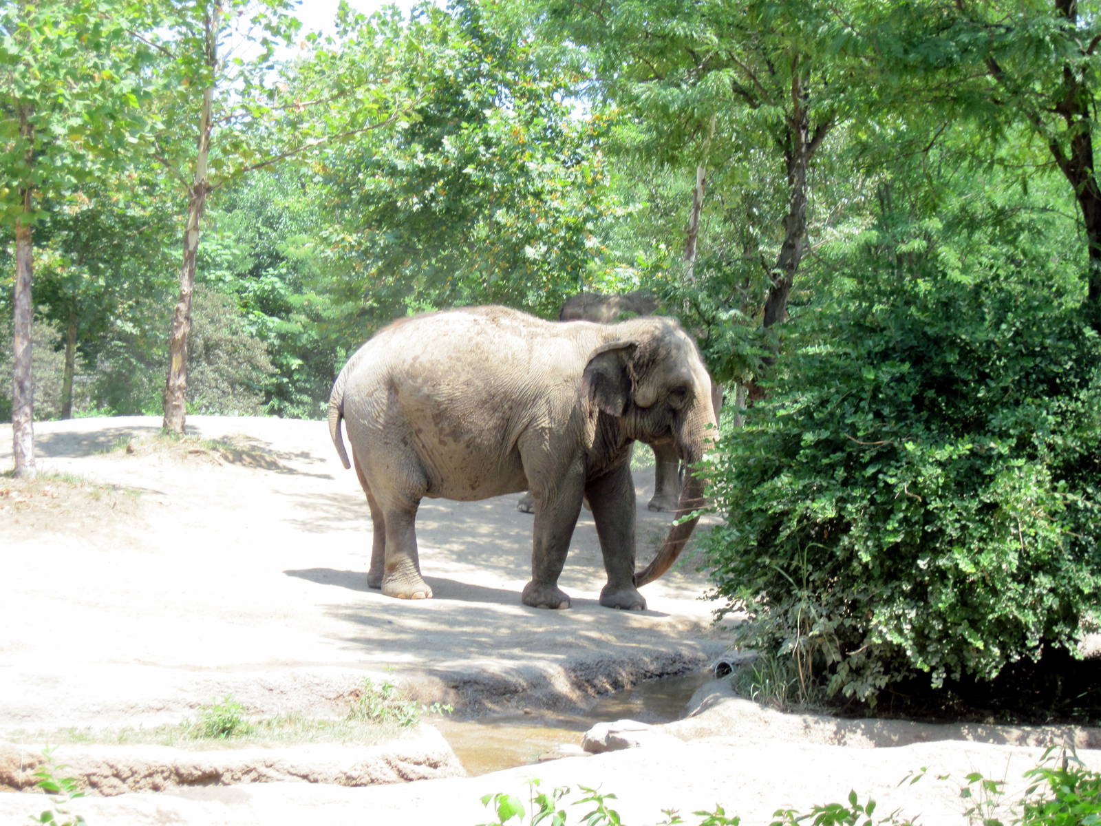 River's Edge-Asian Elephant