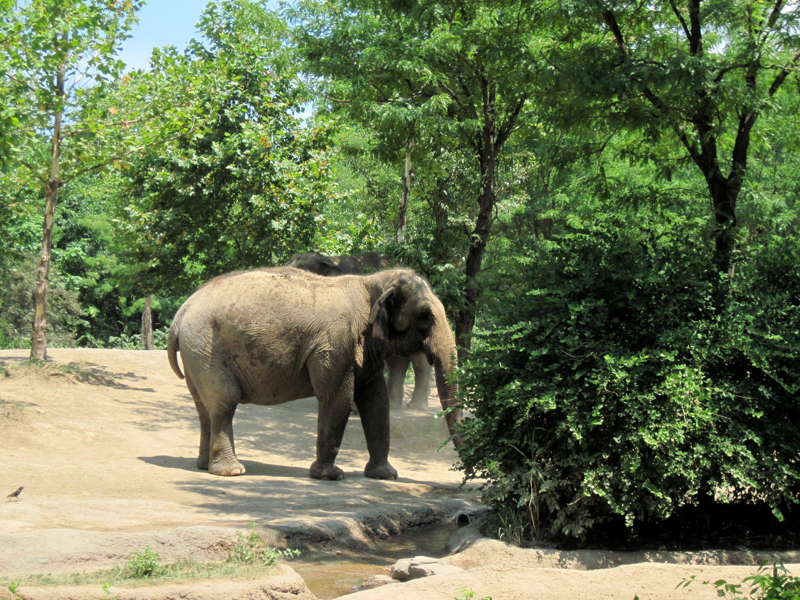 River's Edge-Asian Elephant