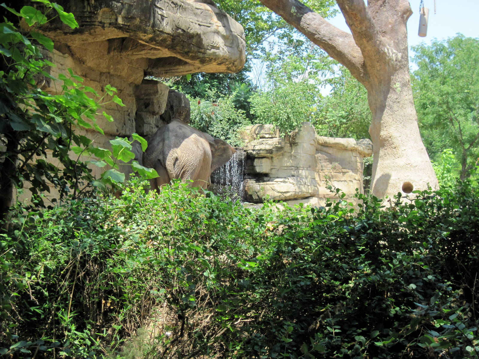 River's Edge-Asian Elephant