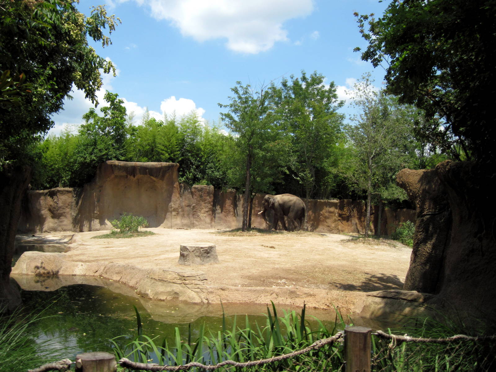 River's Edge-Asian Elephant