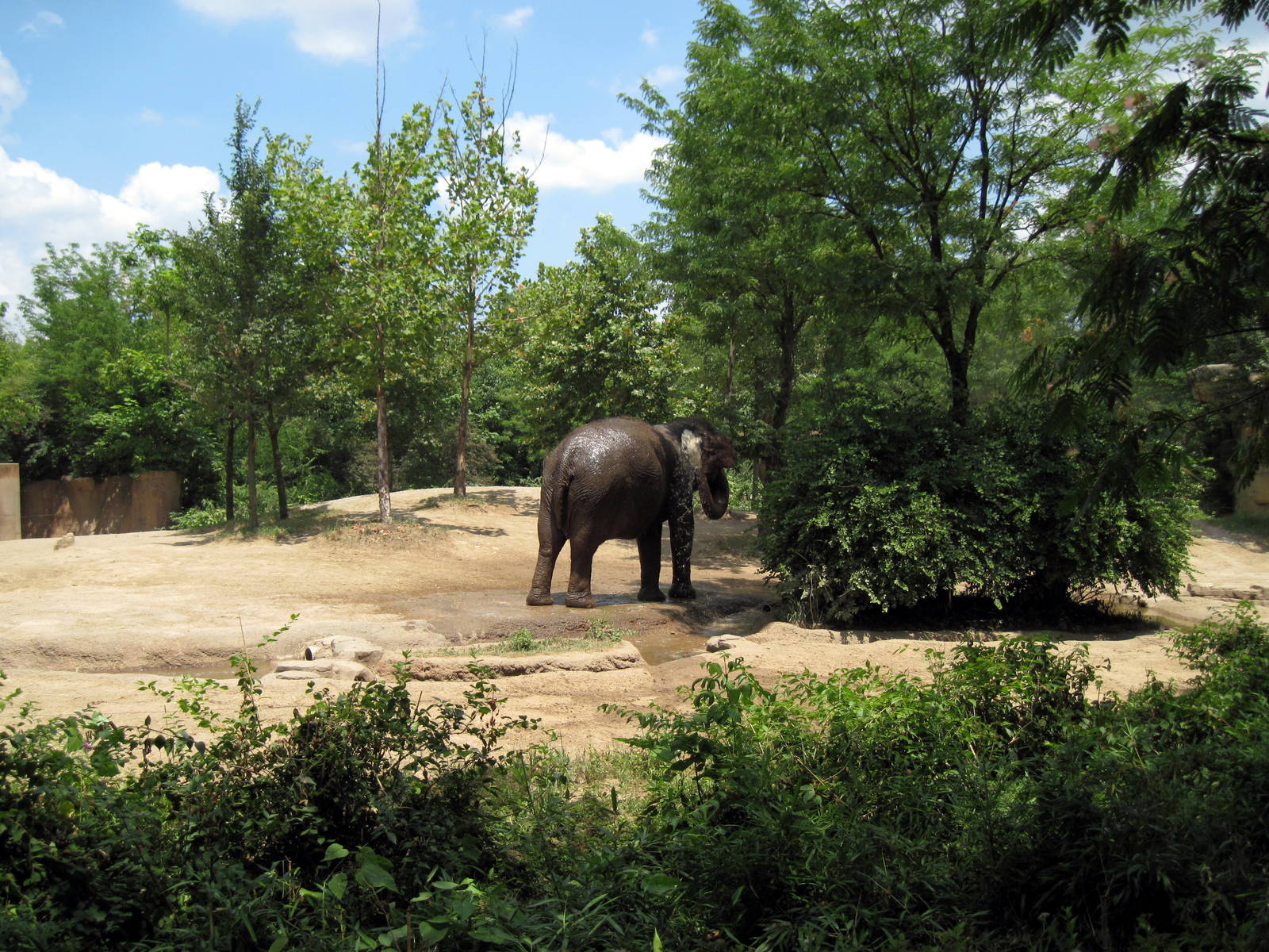 River's Edge-Asian Elephant