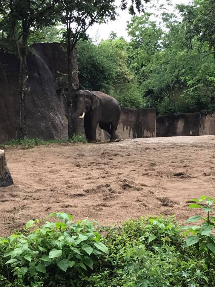 River's Edge- Asian Elephant