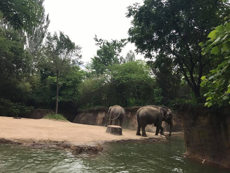 River's Edge- Asian Elephant