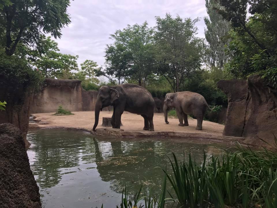 River's Edge- Asian Elephant