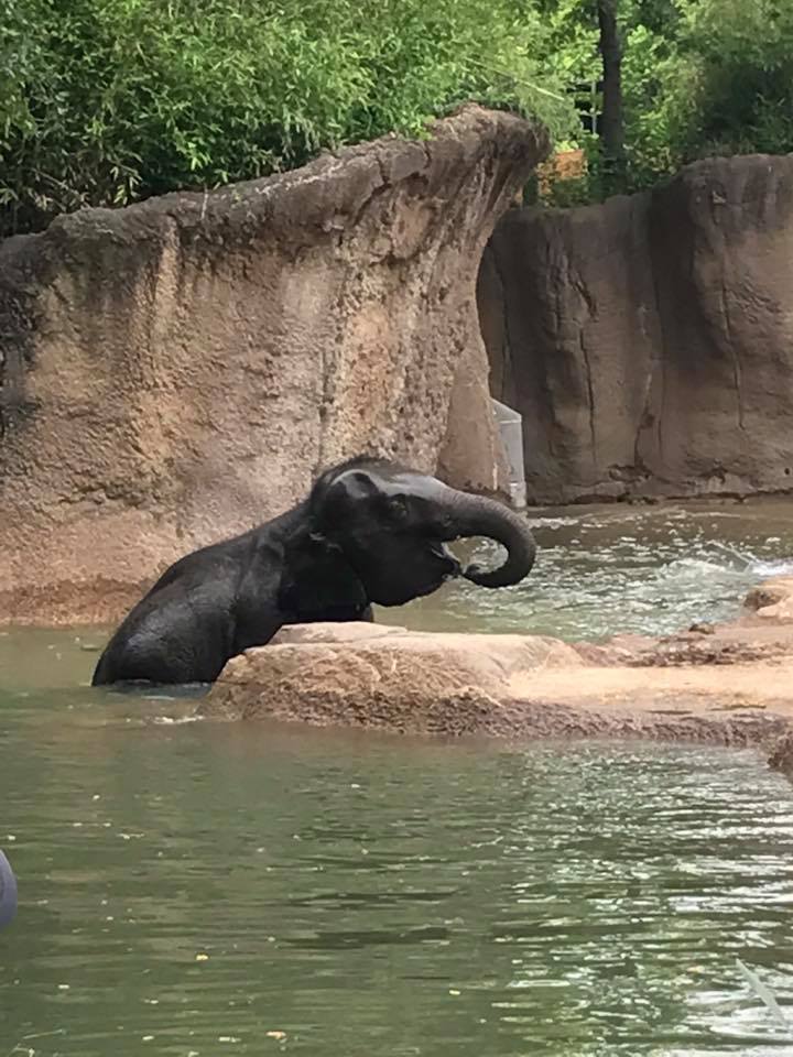 River's Edge- Asian Elephant