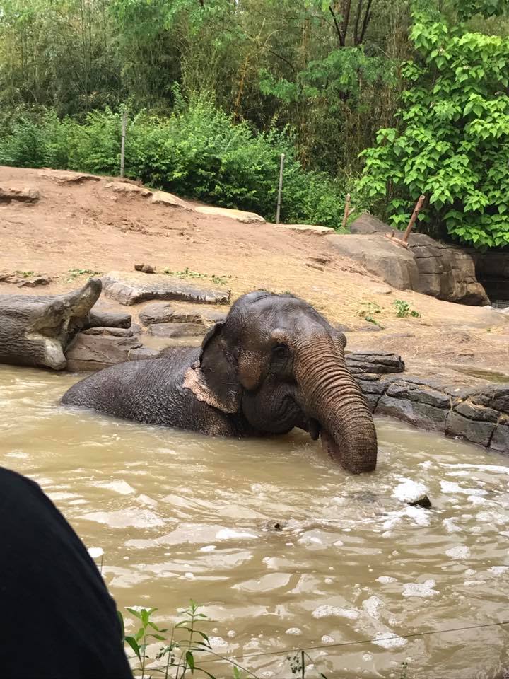 River's Edge- Asian Elephant