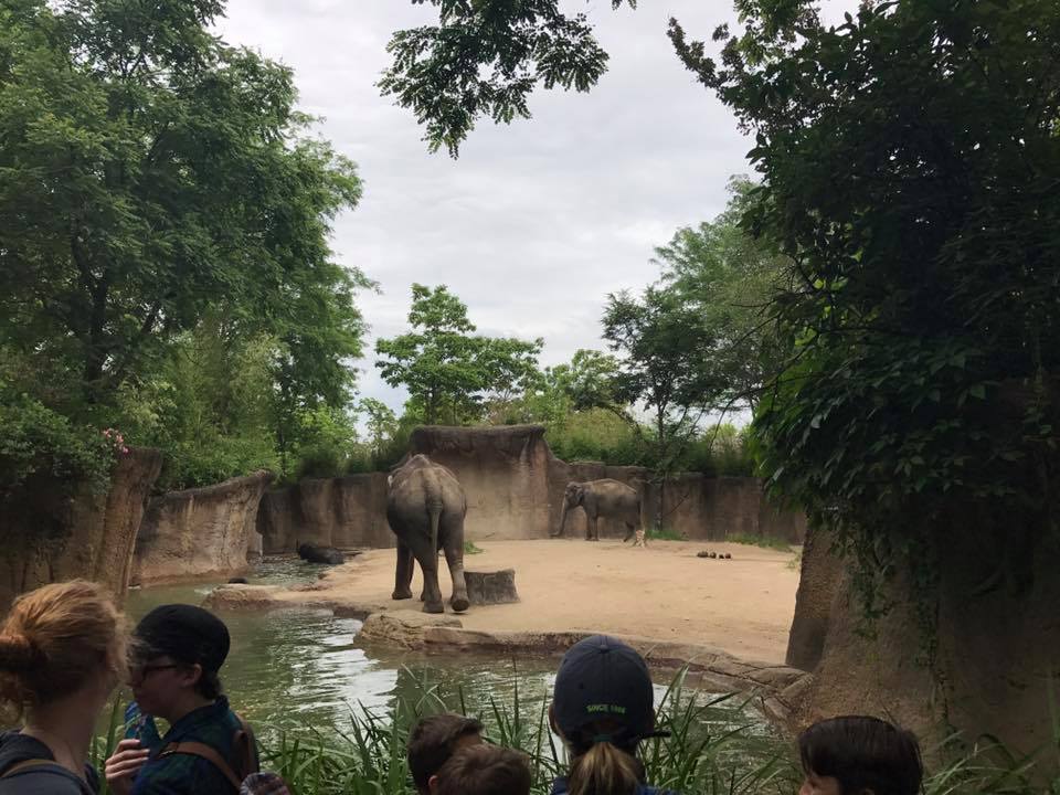 River's Edge- Asian Elephant