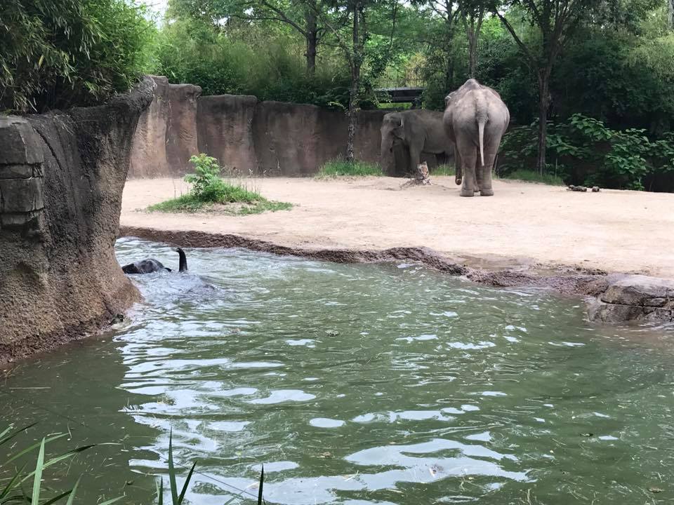 River's Edge- Asian Elephant