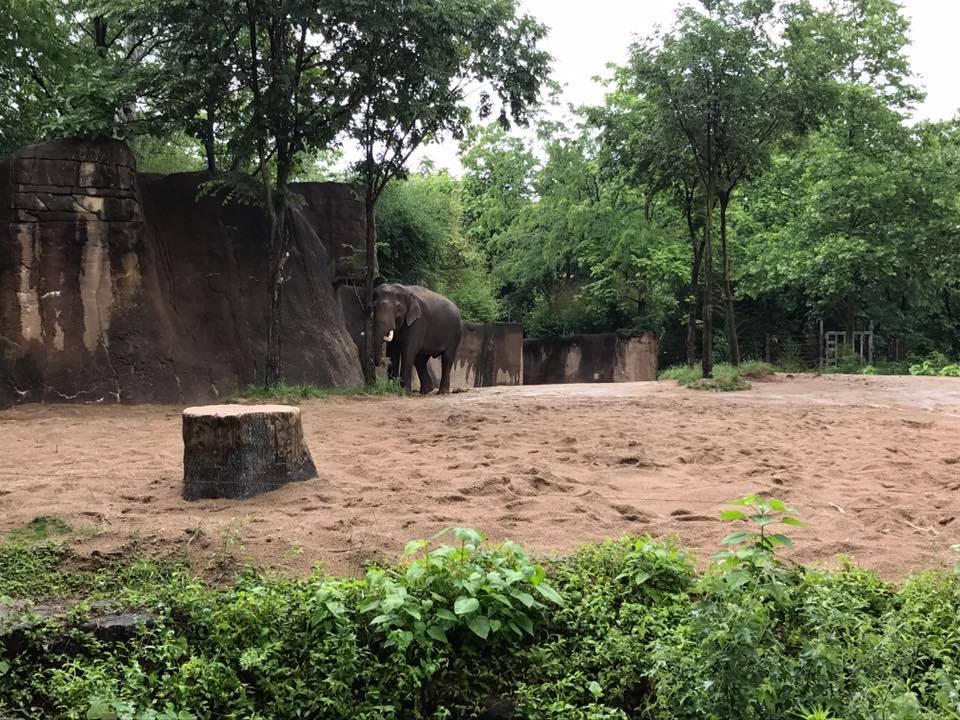 River's Edge- Asian Elephant