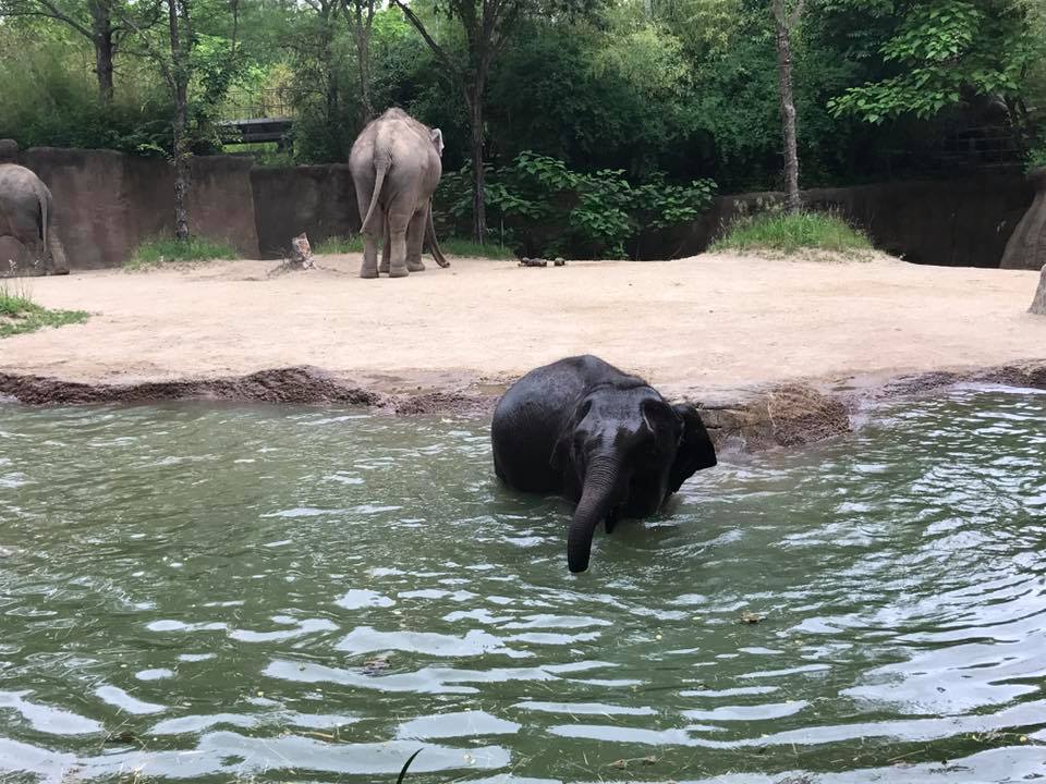 River's Edge- Asian Elephant