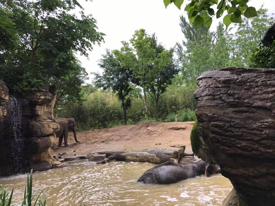 River's Edge- Asian Elephant
