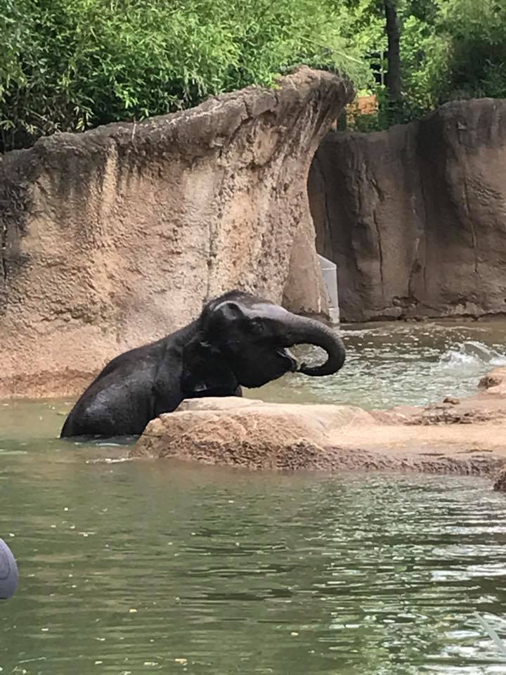 River's Edge- Asian Elephant
