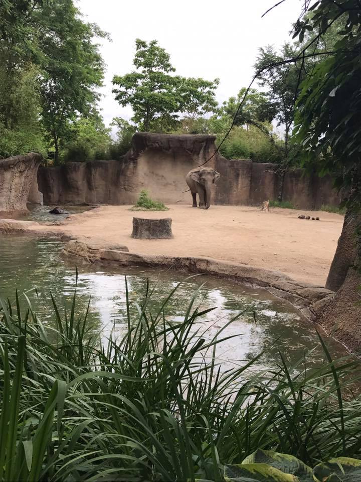 River's Edge- Asian Elephant