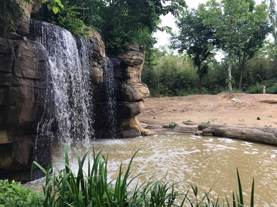 River's Edge- Asian Elephant