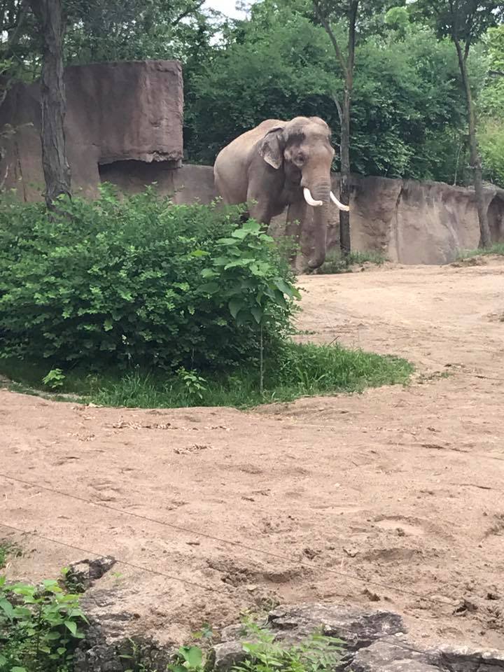 River's Edge- Asian Elephant