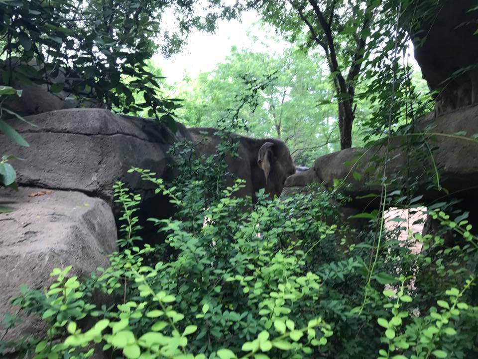 River's Edge- Asian Elephant