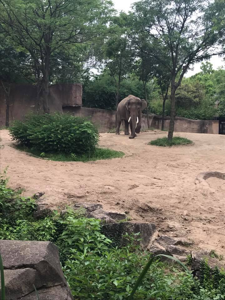 River's Edge- Asian Elephant