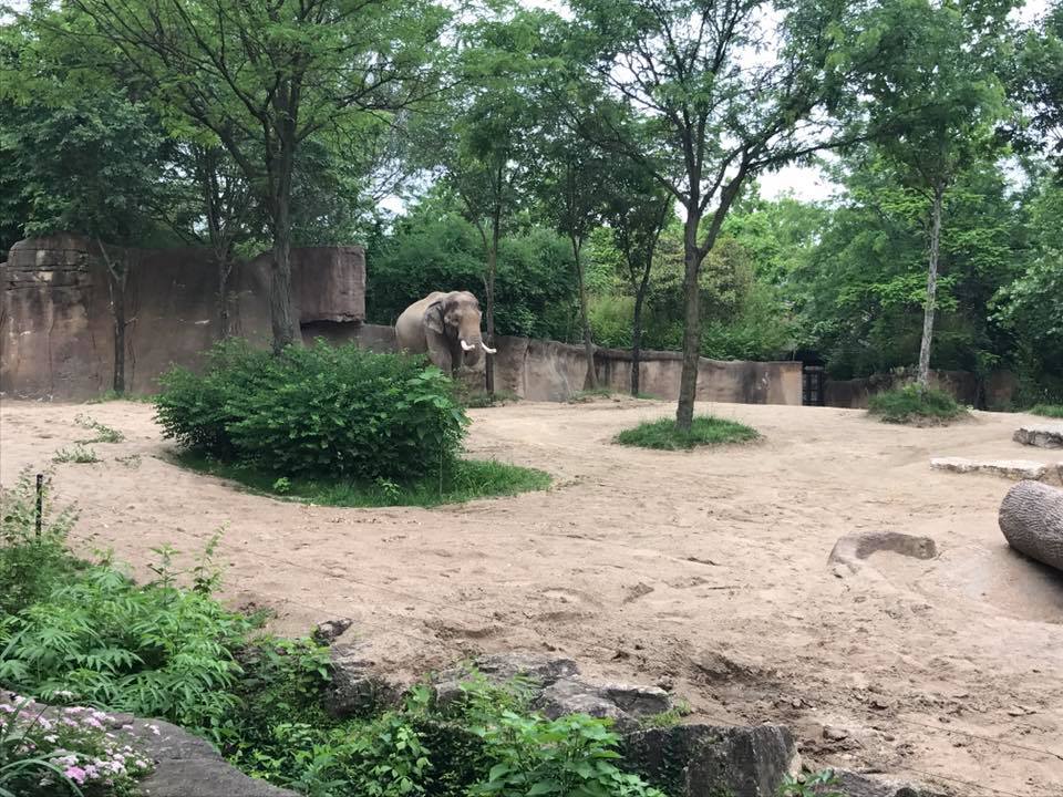 River's Edge- Asian Elephant