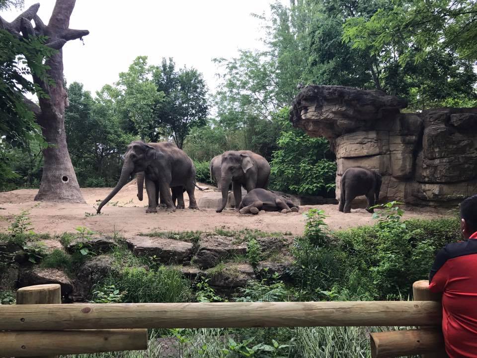 River's Edge- Asian Elephant