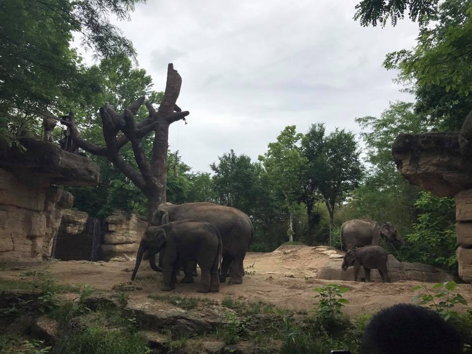 River's Edge- Asian Elephant